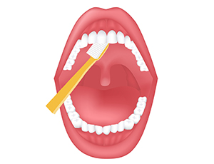 ② 歯と歯肉の境目、前歯のブラッシング